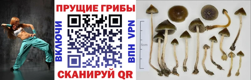 Купить закладки  Сорочинск  Псилоцибиновые грибы Magic Shrooms 